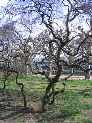 Acer_japonicum.jpg
