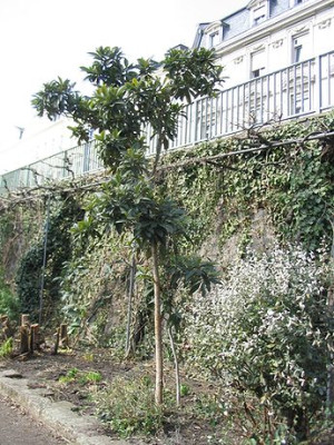 Eriobotrya_japonica.jpg