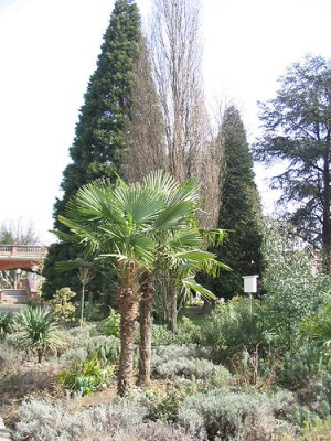 Trachycarpus_fortunei.jpg