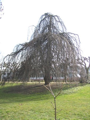 Suntelbuche.jpg