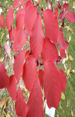 Sapium_japonicum_2.jpg