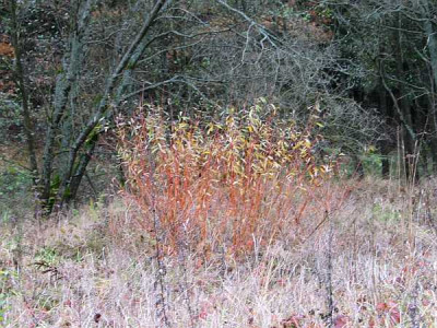 korbweide-axel.jpg
