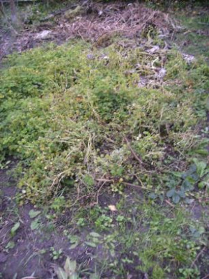 Ocabeet1.jpg