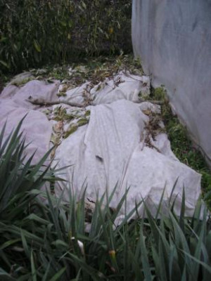 Ocabeet2.jpg