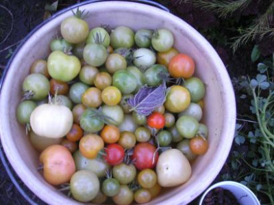 TomatenletzteWoche.jpg