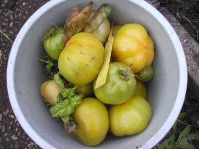 TomatenerntedieseWoche.jpg