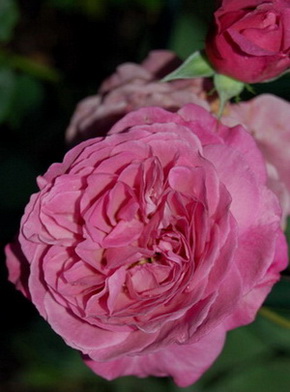 Magenta_DSC_0015.jpg