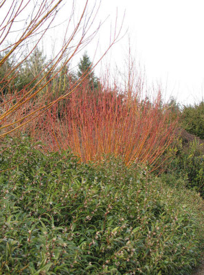 30_angle_salixbriziensis.jpg