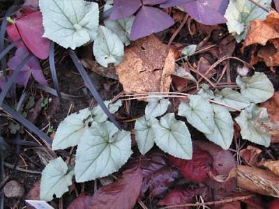 cyclamen_hederifolium_nov09.jpg