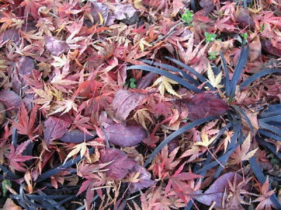 Ophiopogon_acerlaub_nov09.jpg