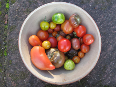 tomaten_nov09.jpg