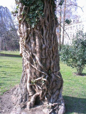 Ginkgo_biloba_2.jpg
