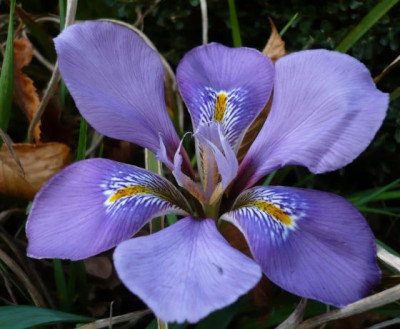 Iris_unguicularis1.jpg