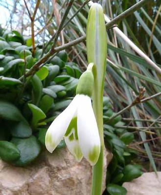 Galanthus_reginae-olgae_A._K..jpg