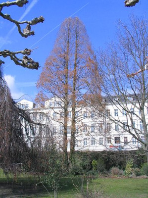 Taxodium_distichum.jpg