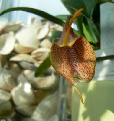Masdevallia_091106.jpg