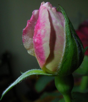 RIMG0001.JPG