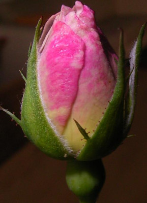 RIMG0003.JPG