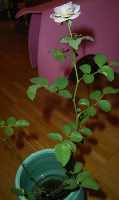 FV_11_09_05.JPG
