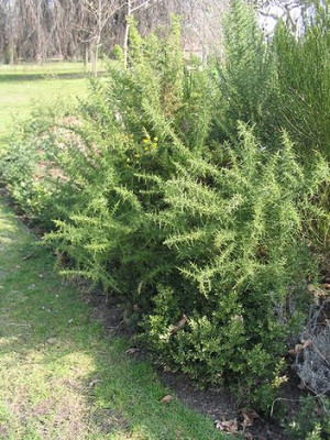 Ulex_europaeus.jpg