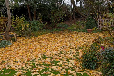 Blaetter-Nov0709.jpg