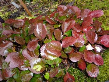 Shortia.Herbst1._09_.jpg