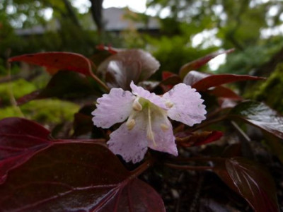 Shortia.Herbst.09.jpg