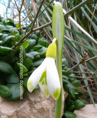 Galanthus_reginae-olgae_-gelb___o.jpg
