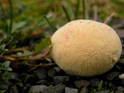 Kartoffelbovist.JPG