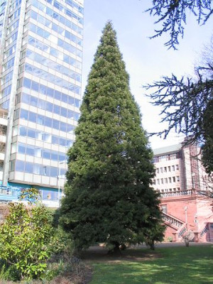 Cryptomeria_japonica.jpg