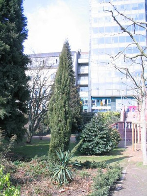 Cupressus_sempervirens.jpg