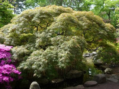 a._p._dissectum_jap._Garten_Karlsruhe_3.JPG
