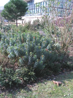 Euphorbia_characias.jpg