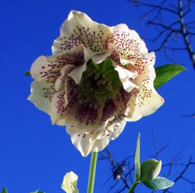 HellebAshw1.2-04003.jpg