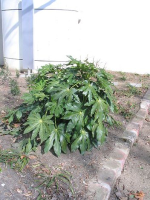 Fatsia_japonica.jpg