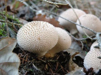DSCN3923.JPG