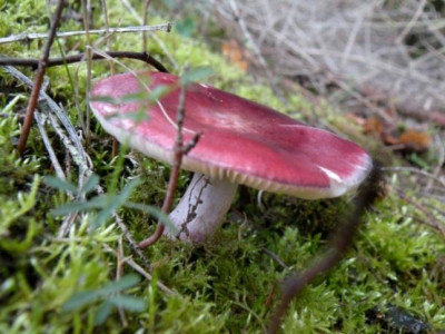 Kopie_von_DSCN3946.JPG