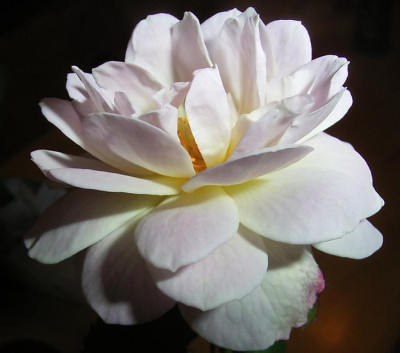 FV_11_09_07.JPG