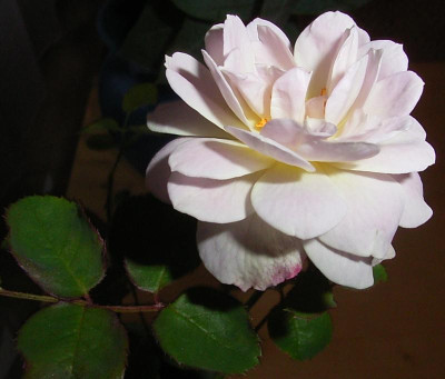 FV_11_09_08.JPG