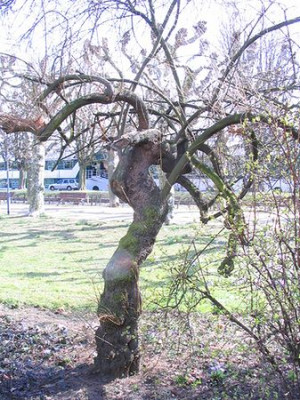 Tamarix.jpg