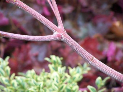 AcerCapillipes09.jpg
