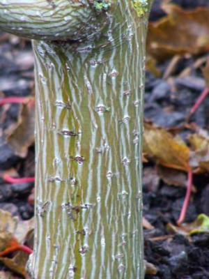 AcerCapillipes08.jpg