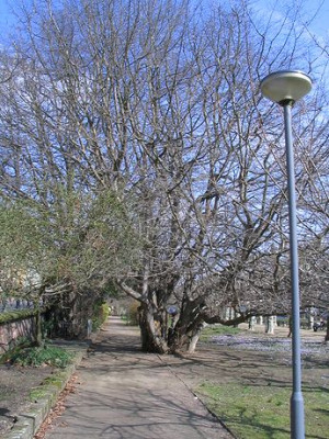 Parrotia_persica.jpg