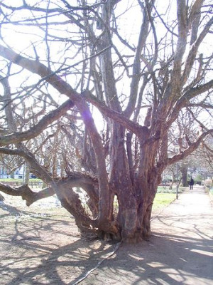 Parrotia_persica_2.jpg