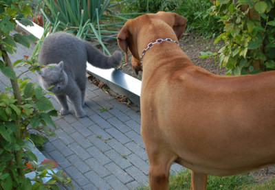 Zwei_Riesenviecher_0010__9678.jpg