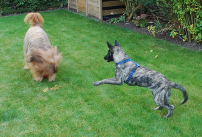 Tollhunde_0010__9674.jpg