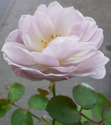 RIMG0019.JPG