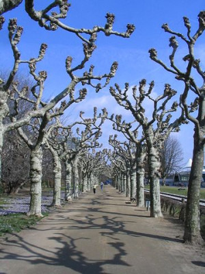 Platanenallee.jpg