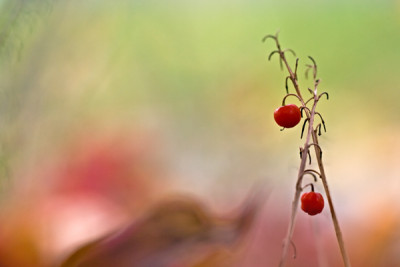 Herbstfarben.jpg