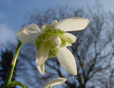 galanthus_gefuellt_01.jpg